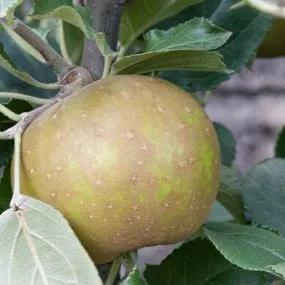 Herefordshire Russet Apple Tree (Malus domestica Herefordshire Russet) 2